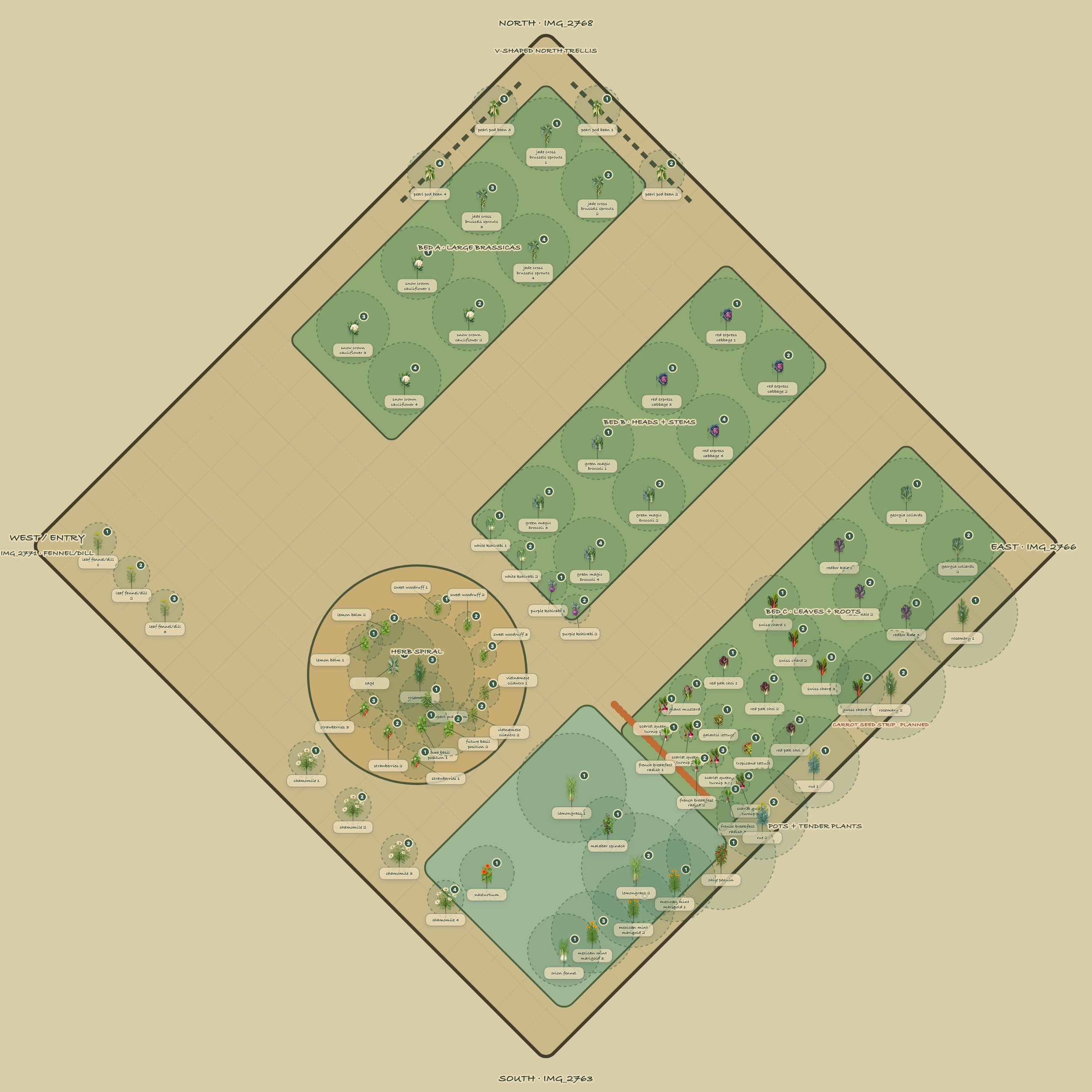 Corrected north-up diamond watercolor plan of the South Texas fall garden with an established passionflower-vine border, west entrance, 81 individually numbered plants, a carrot seed strip, three vegetable beds, north bean trellis, container garden, and central herb spiral.