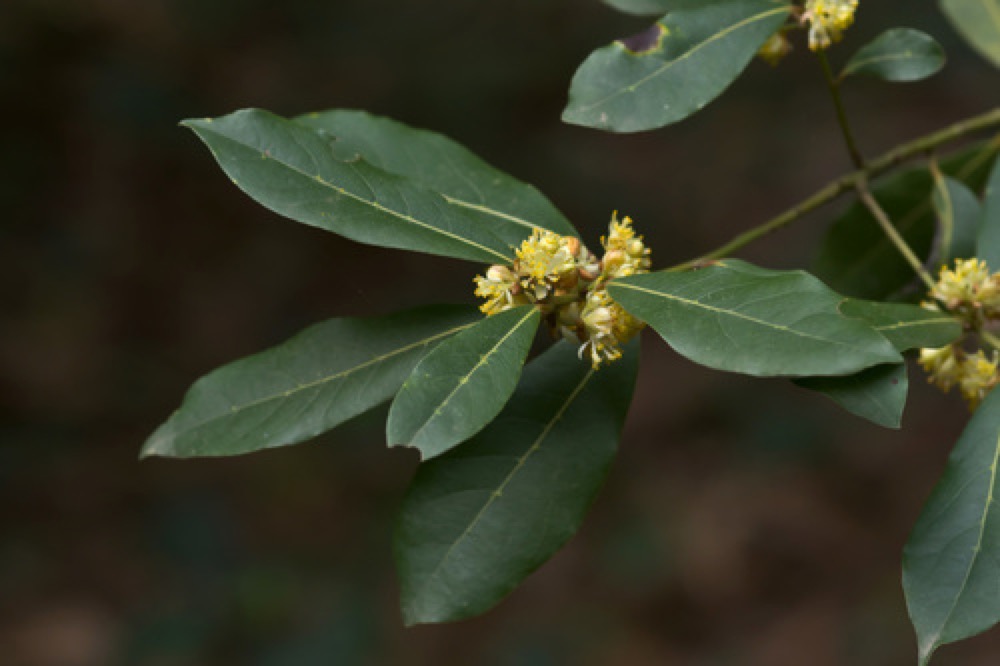 Bay laurel leaves
