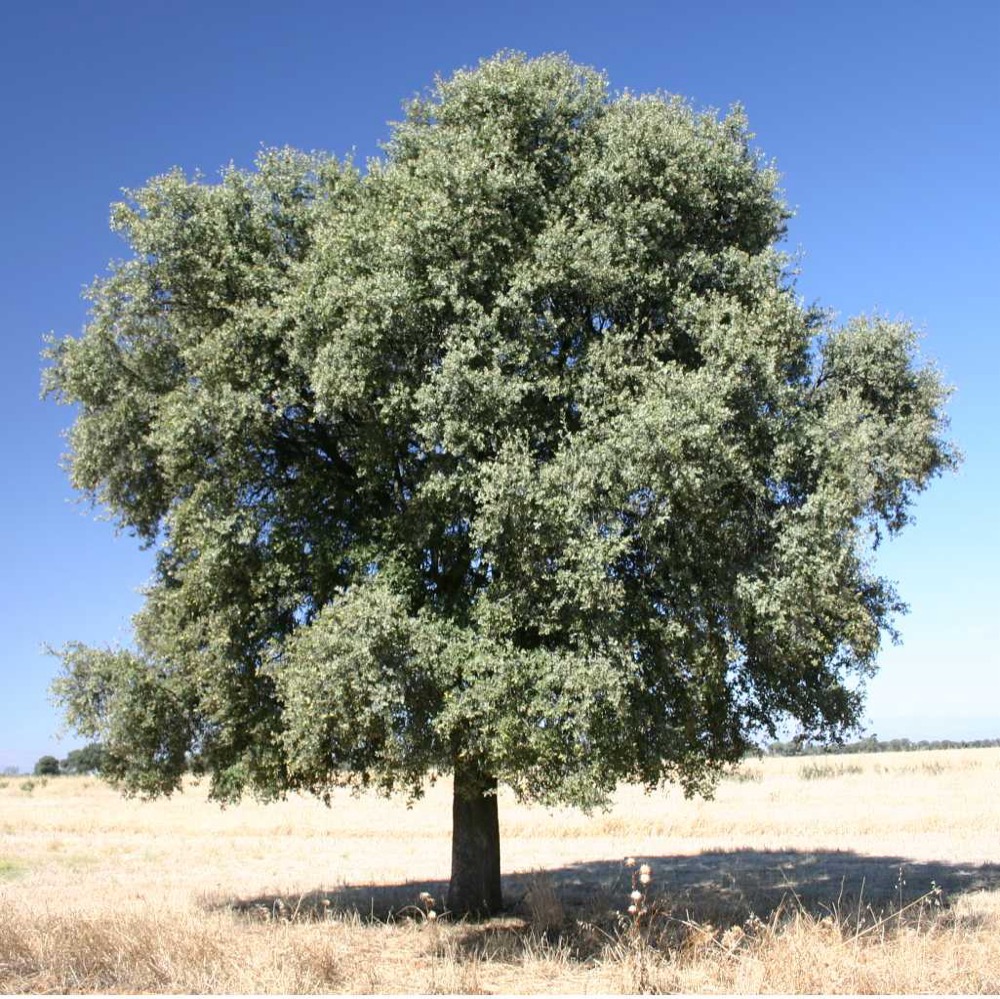 Evergreen holm oak with rounded canopy
