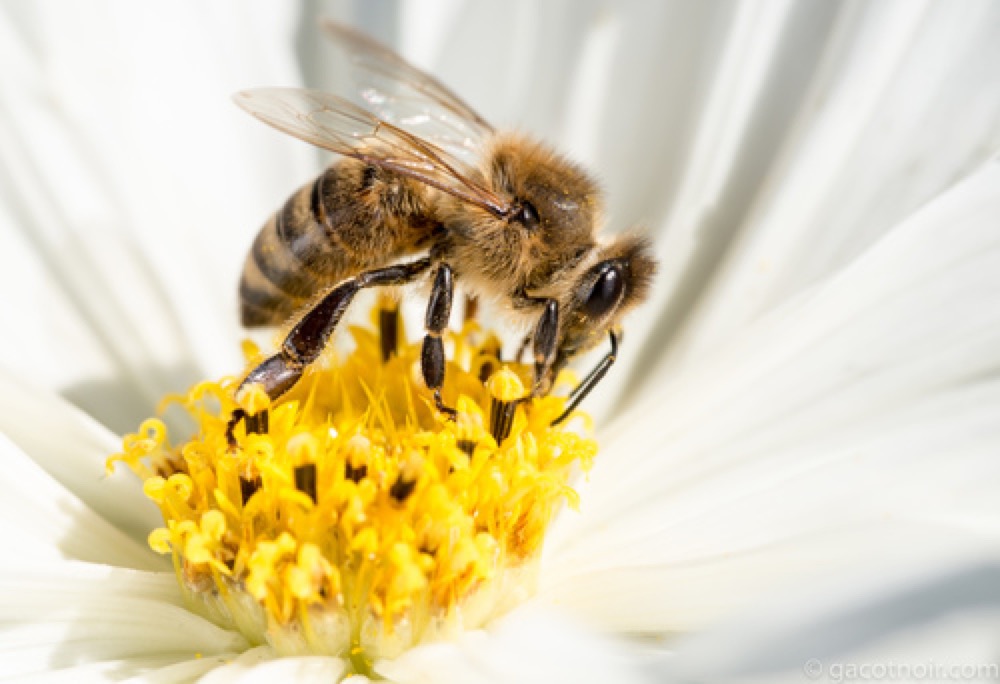Western honey bee on a flower