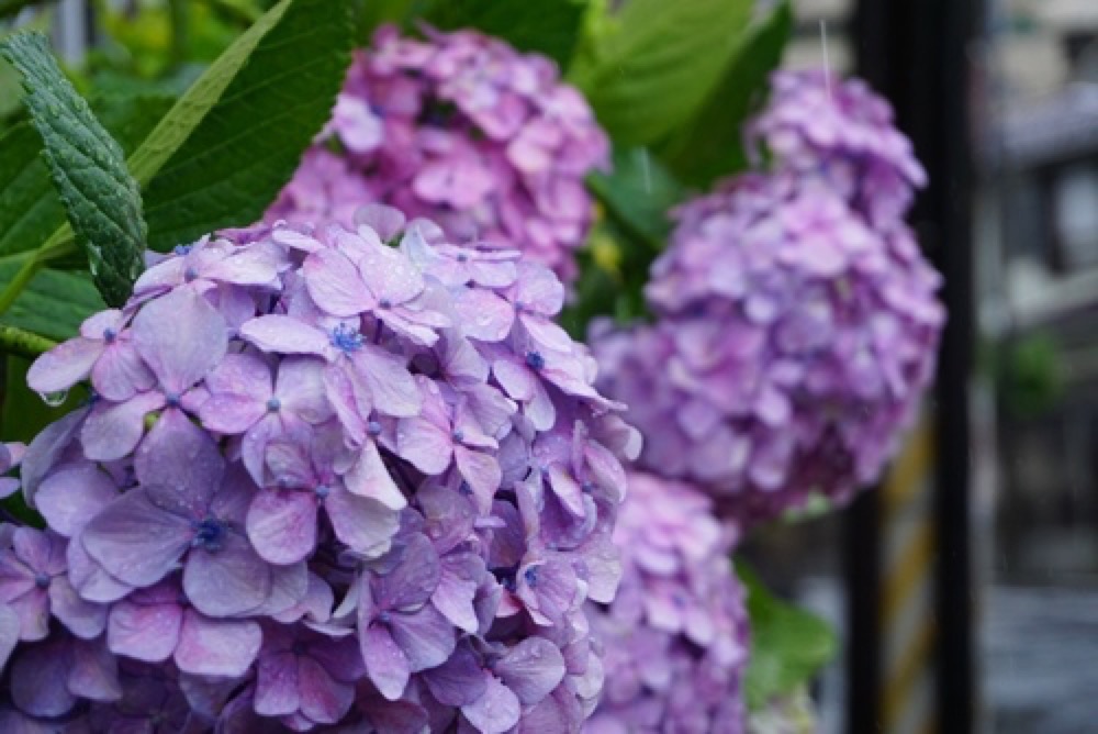 Hydrangea flowers and green leaves