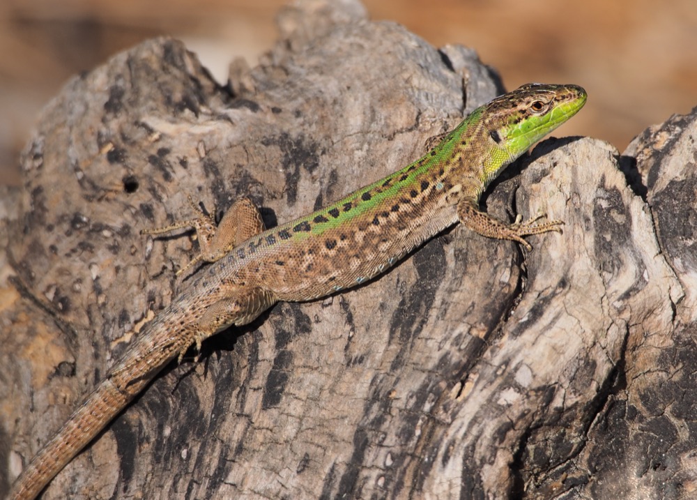 Italian wall lizard on a rock