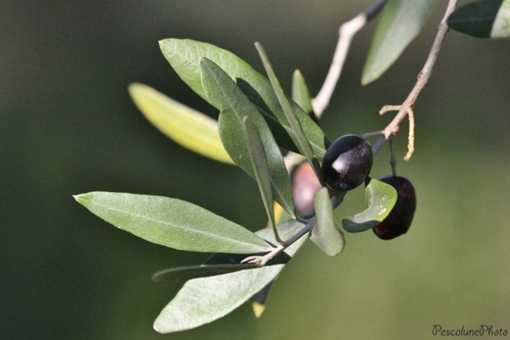 Olive trees with silvery leaves