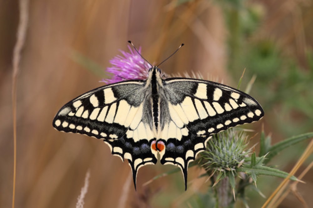 Swallowtail butterfly on flowers