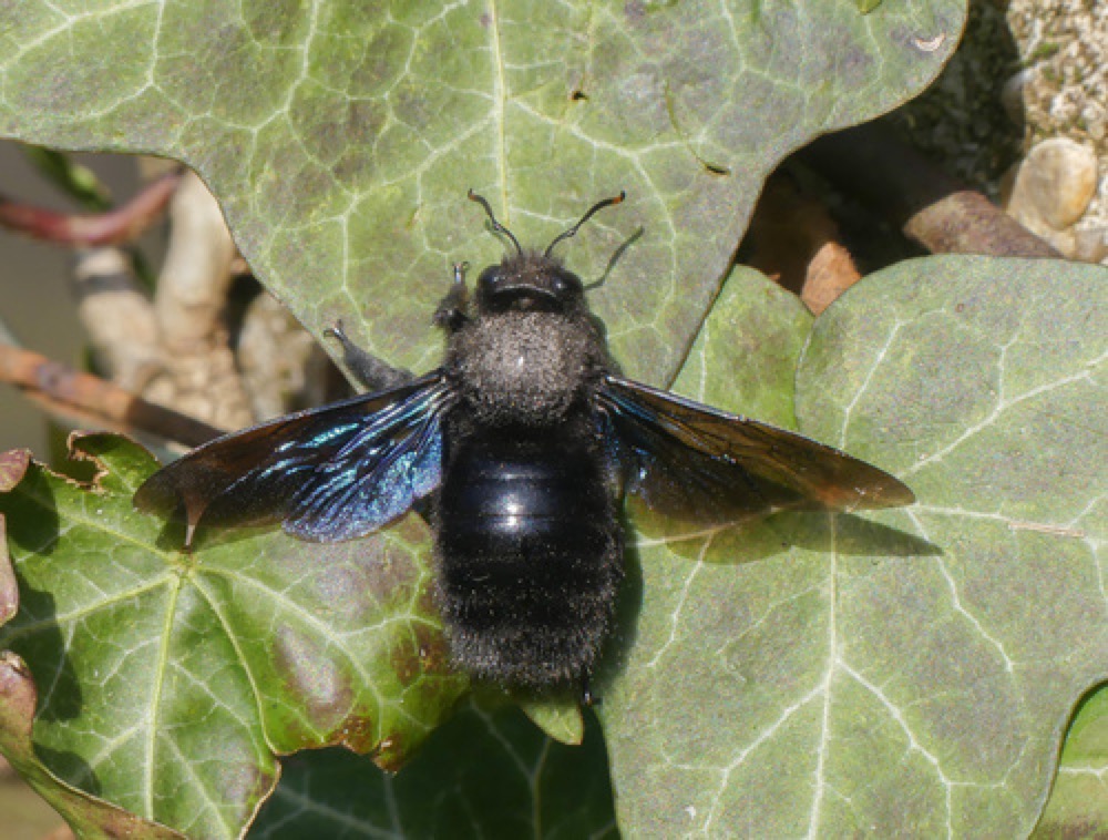 Violet carpenter bee with dark wings