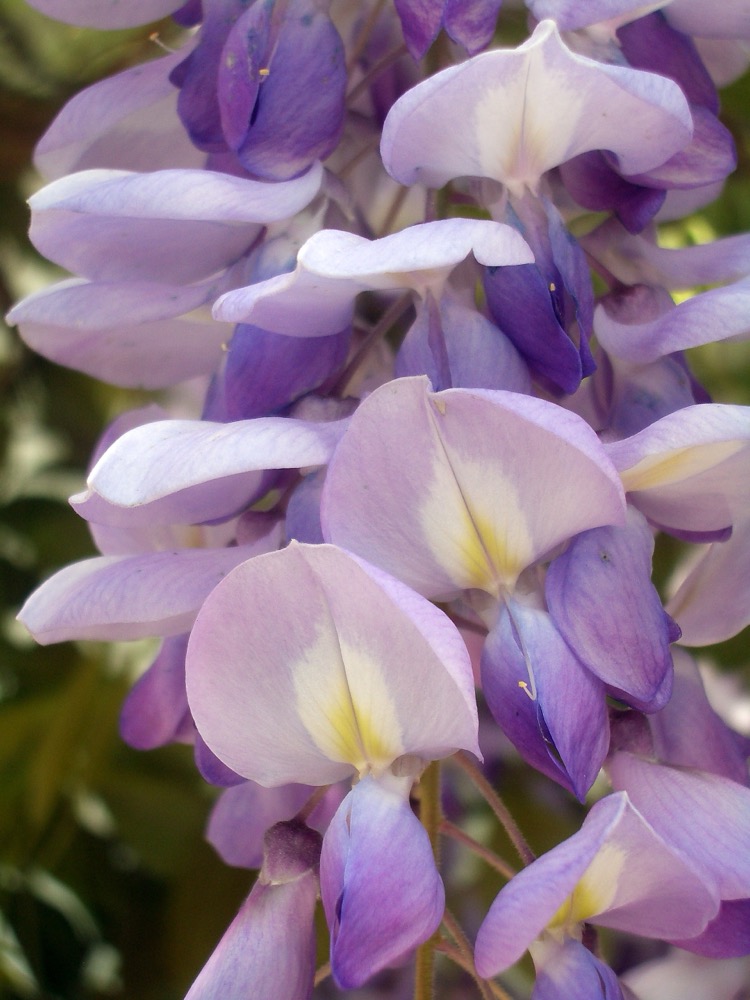 Purple wisteria flowers hanging in clusters