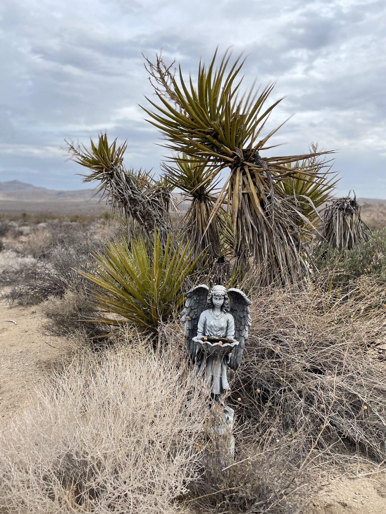Serafina de las Jaras, a gray winged garden angel holding a basin, posed among desert yucca and dry brush.