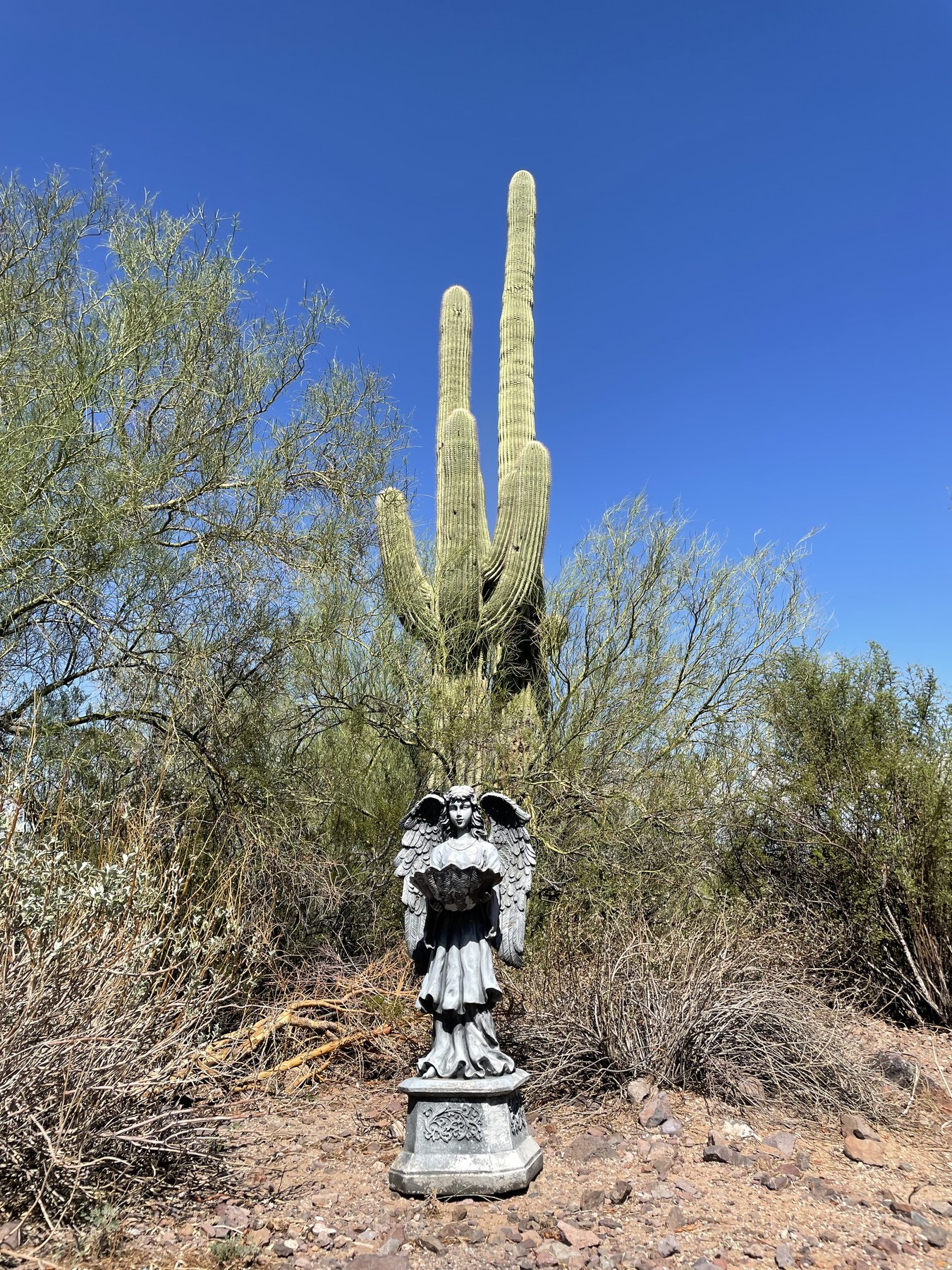 Serafina below tall saguaro cacti.