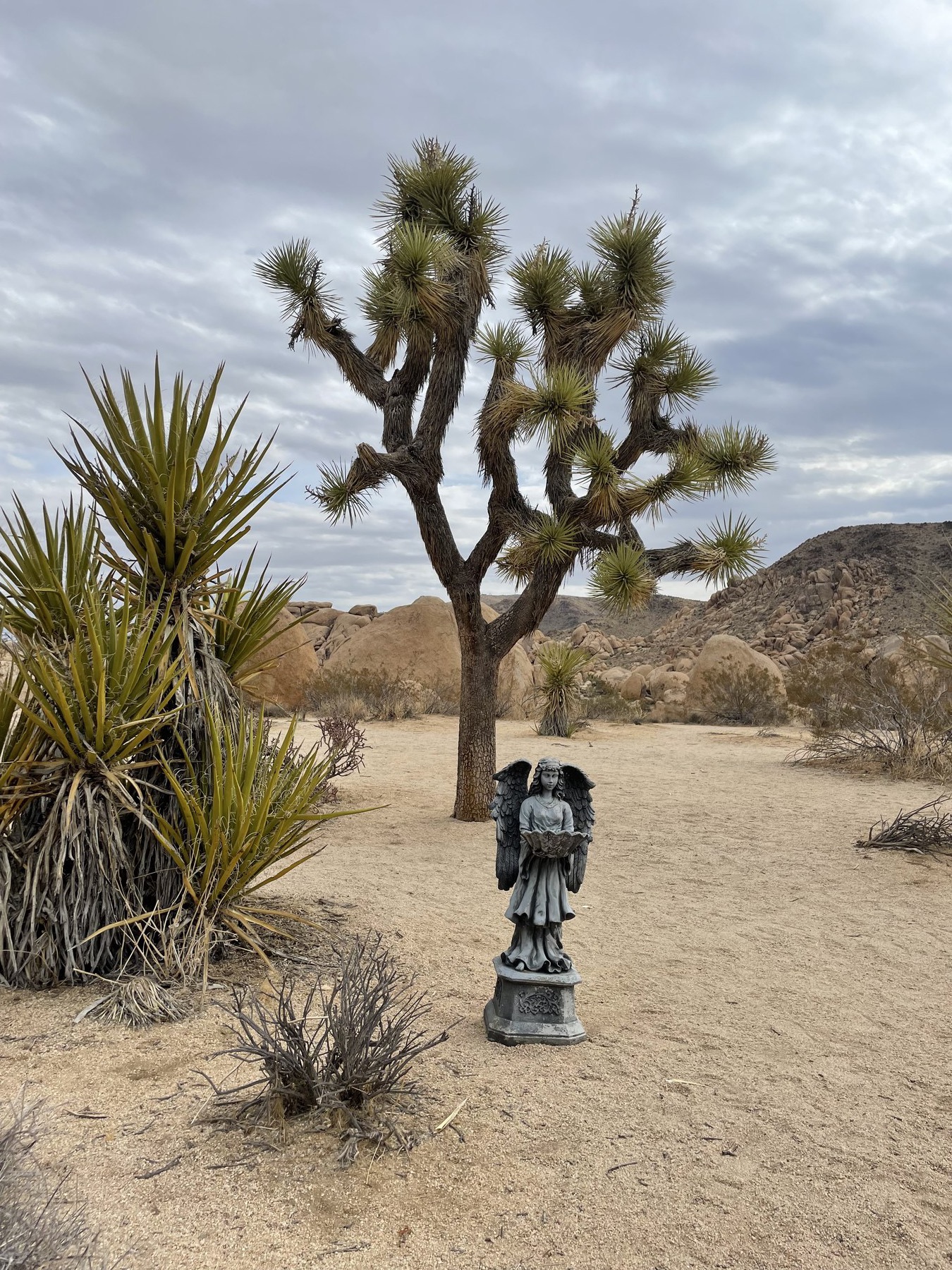 Serafina in front of a Joshua tree in the desert.