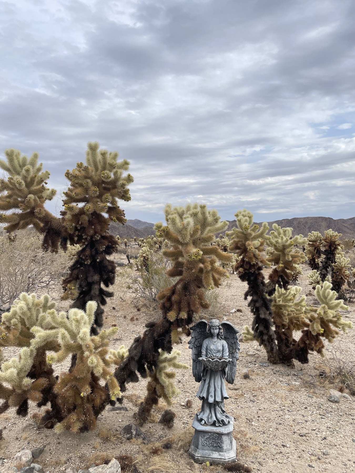 Serafina in a field of Joshua trees.